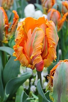 Orange Gray Tulip Flower seeds for Planting Shade Tolerant Heirloom & GMO Free Seeds for Home Garden 
 
 Sale for planting in home garden