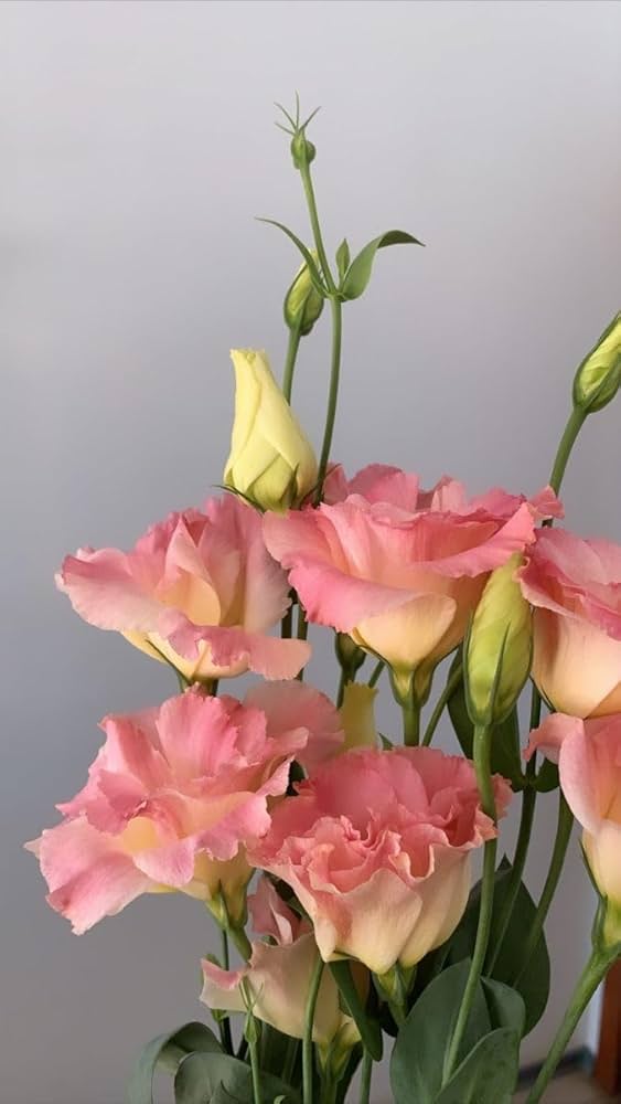 Peach Eustoma (Lisianthus) Flower seeds for Planting Compact Growth Heirloom & GMO Free Seeds for Home Garden
 
 Sale seeds for home garden planting