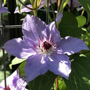 Purple Clematis Flower seeds for Planting Long Bloom Season Heirloom & GMO Free Seeds for Home Garden 
 
 Sale for planting in home garden
