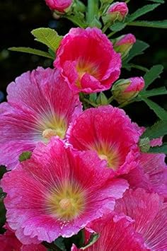 White Pink Hoya Flower Seeds for Planting Premium Quality Heirloom & GMO Free Seeds for Home Garden
 
 Sale for planting in home garden