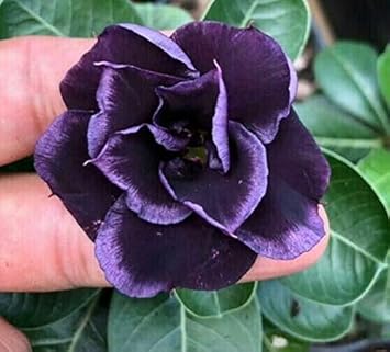 Dark Purple Adenium Obessum Flower Seeds For Planting