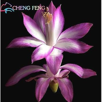 Purple Schlumbergera Flower seeds for Planting - Colorful Display, Heirloom & GMO Free Seeds for Home Garden
 
 Sale for planting in home garden