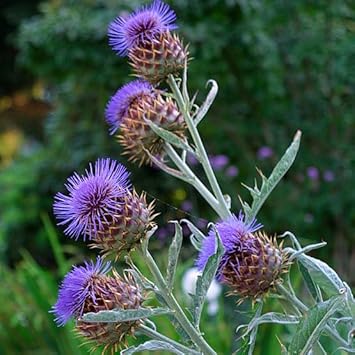 Cynara Flower seeds for Planting Compact Growth Heirloom & GMO Free Seeds for Home Garden 
 
 Sale for planting in home garden