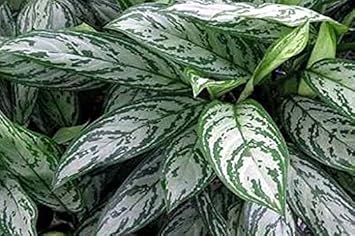 Aglaonema Sansevieria Green Seeds For Planting Plant Seeds