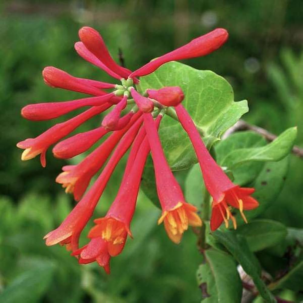 Honeysuckle Vine Seeds Lonicera For Garden Trellises Honeysuckle Vine Seeds Lonicera For Garden Trellises
