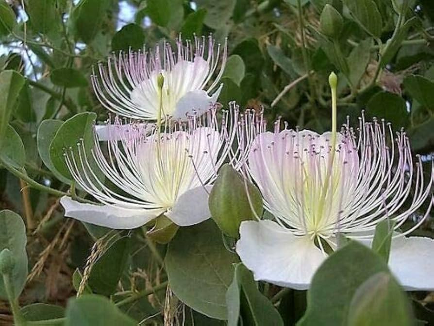 Capparis Spinosa Caper Bush for planting in herb garden