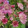 Astrantia Pincushion Seeds For Planting Flower