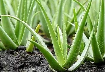 Aloe Cameron Light Green Seeds For Planting Herb