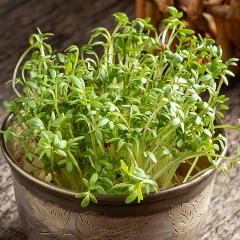 Pepperweed Lepidium virginicum seeds for planting in urban garden