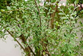 Lawsonia Inermis Flower seeds for Planting Drought Tolerant Heirloom & GMO Free Seeds for Home Garden 
 
 Sale for planting in home garden