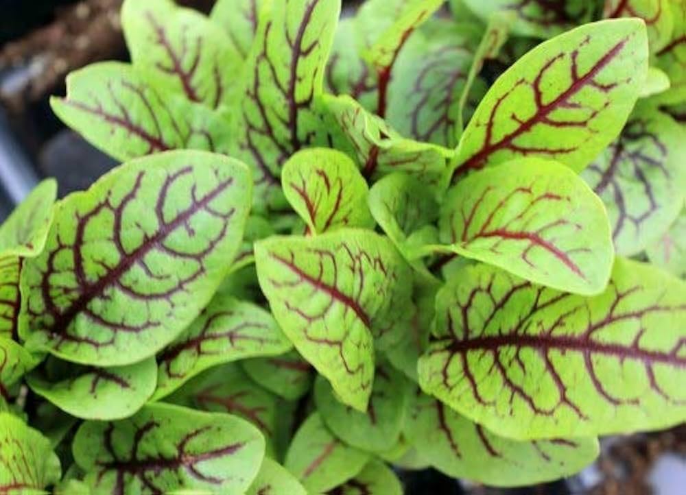 Herb Sorrel for planting in vegetable patch