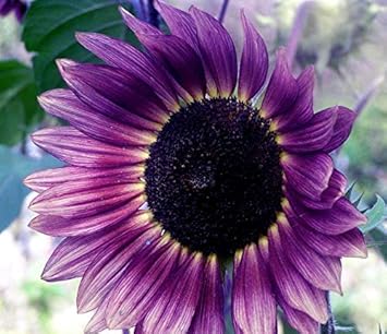 Violet Sunflower Perennial Flower Seeds for Planting, Heirloom Non-GMO Organic Garden Seeds
 
 Sale seeds for home garden