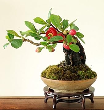 Red Quince Flower seeds for Planting - Shade Tolerant, Heirloom & GMO Free Seeds for Home Garden
 
 Sale seeds for home garden