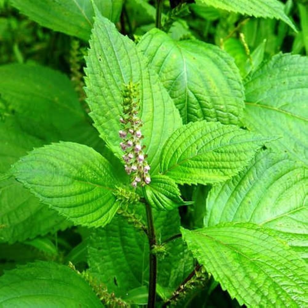 Perilla Frutescens Seeds for planting in herb garden