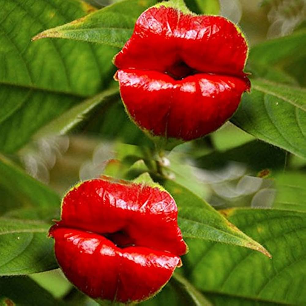 Blazing Red Lips Flower Seeds