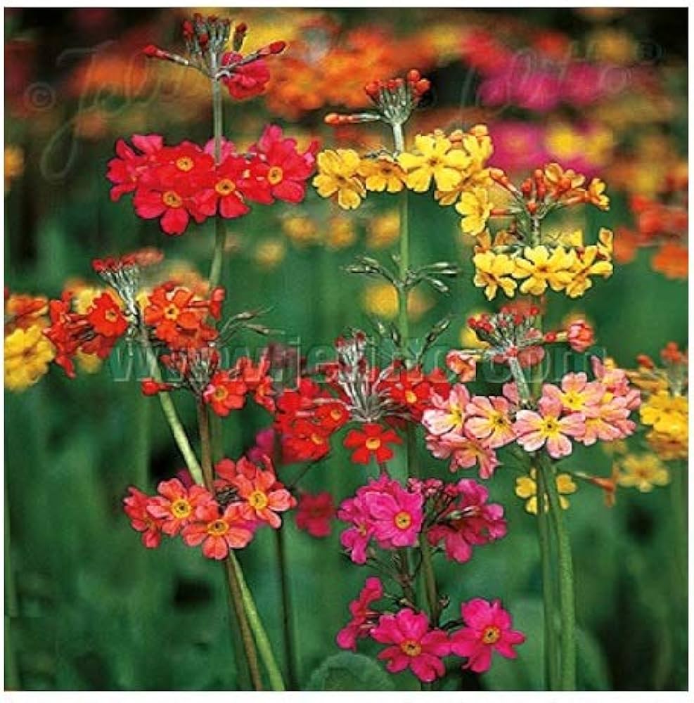 Candelabra Primrose Primula denticulata for planting in flower bed
