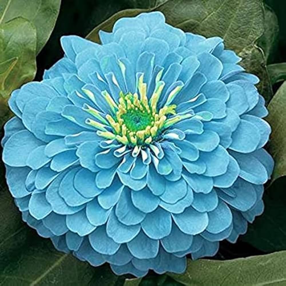 Sky Blue Zinnia Flower seeds for Planting - Perfect for Borders, Heirloom & GMO Free Seeds for Home Garden
 
 Sale for planting in home garden
