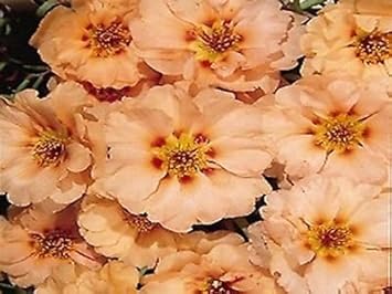 Cream Portulaca Flower seeds for Planting - Compact Growth, Heirloom & GMO Free Seeds for Home Garden
 
 Sale seeds for home garden