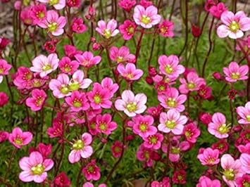 Heirloom Saxifrage Rose for Planting - Perfect for Borders, Heirloom & GMO Free Seeds for Home Garden
 
 Sale seeds for home garden