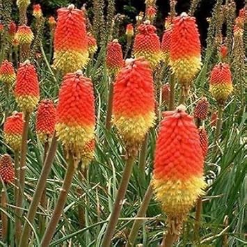 Red Kniphofia Caulescens Flower seeds for Planting - Sun Loving, Heirloom & GMO Free Seeds for Home Garden
 
 Sale seeds for planting in home garden