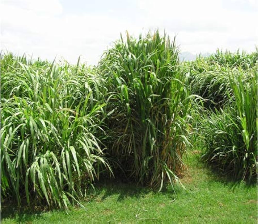 Pennisetum purpureum Elephant Grass for planting in garden