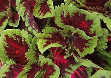 Purple White Gloxinia Flower Seeds for Planting Compact Growth Heirloom & GMO Free Seeds for Home Garden
 
 Sale for planting in home garden