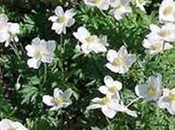 White Catchfly Flower seeds for Planting - Drought Tolerant, Heirloom & GMO Free Seeds for Home Garden
 
 Sale for planting in home garden