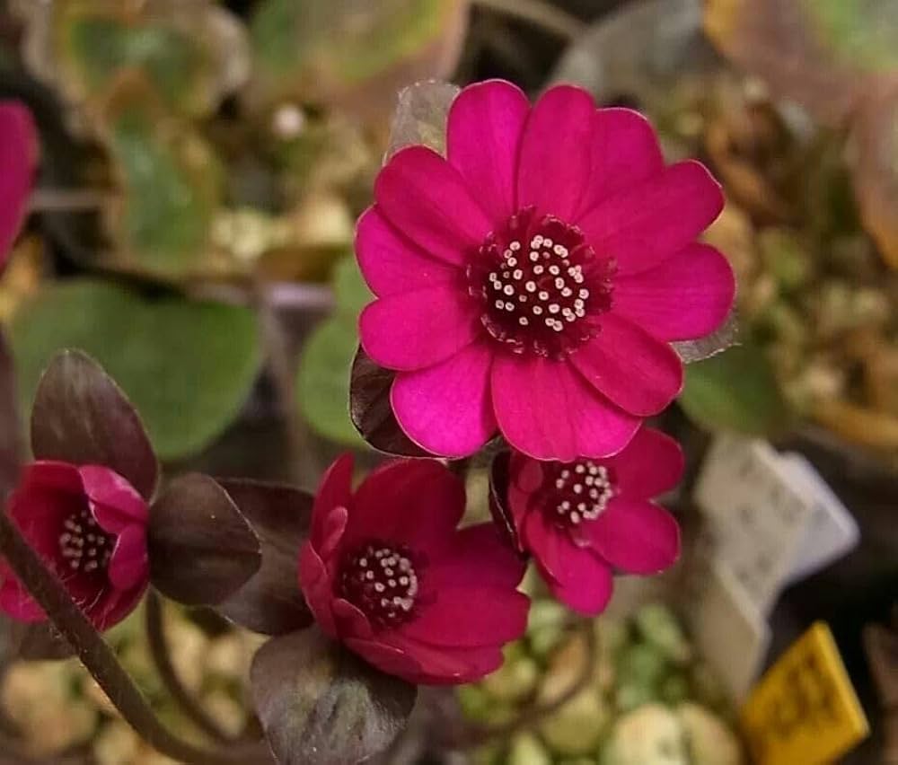 Medallion Flower Zinnia elegans for planting in flower bed