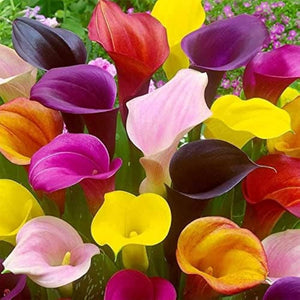 Multiple Colors Calla Lily Seeds for Garden