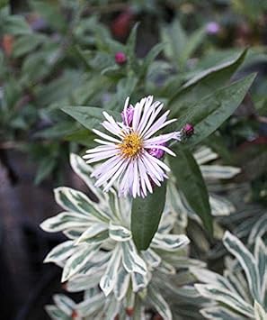 Climbing Aster Seeds For Planting Flower