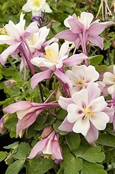 Light Pink Aquilegia Flower Seeds For Easy Planting