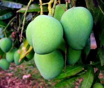 Mango Fruit Seeds For Planting - Grow Your Own Mangoes