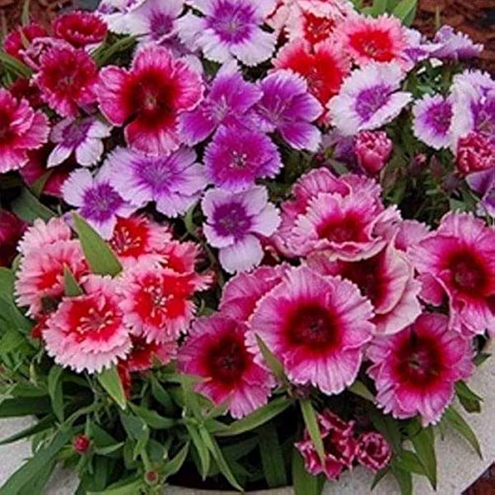 Velvet N Lace Dianthus Barbatus Seeds for planting in flower bed