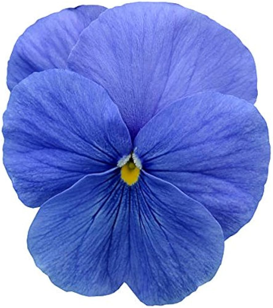 Cloudless Sky Blue Pansy seeds for shaded pots
