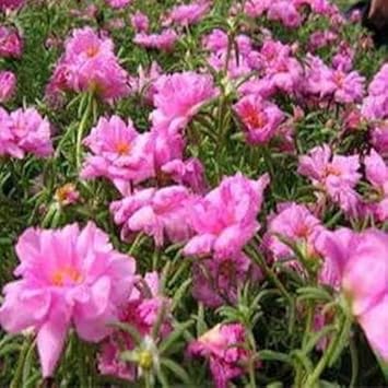 Pink Moss Rose Flower seeds for Planting - Colorful Display, Heirloom & GMO Free Seeds for Home Garden
 
 Sale for planting in home garden.