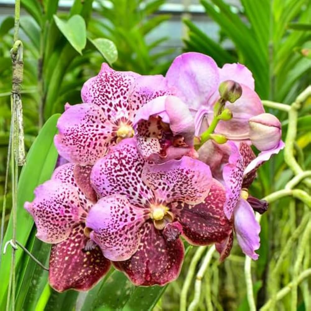 Orchid Butterfly Flower Mixed Colors