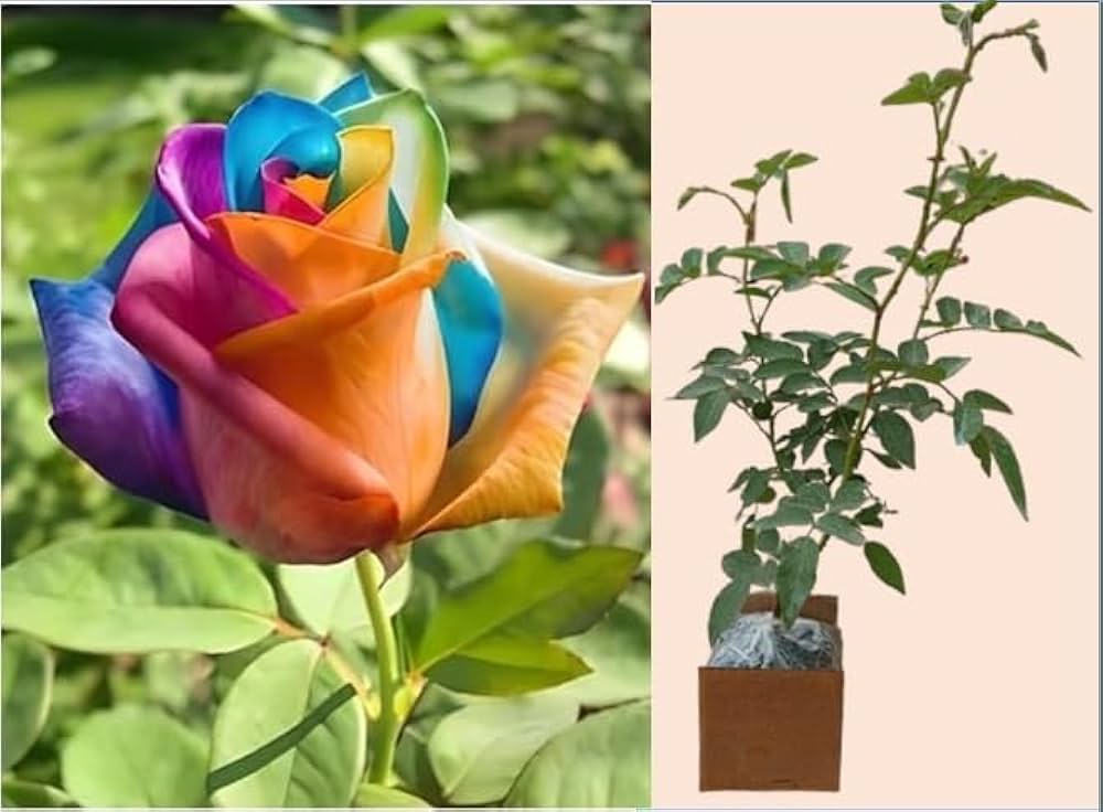 Rainbow Rose Rosa for planting in flower bed