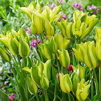 Yellow And Green Tulip Flower Seeds For Planting