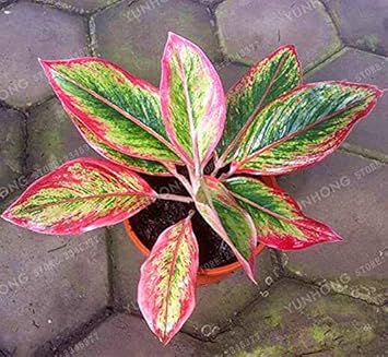 Aglaonema Green Mix Seeds For Planting