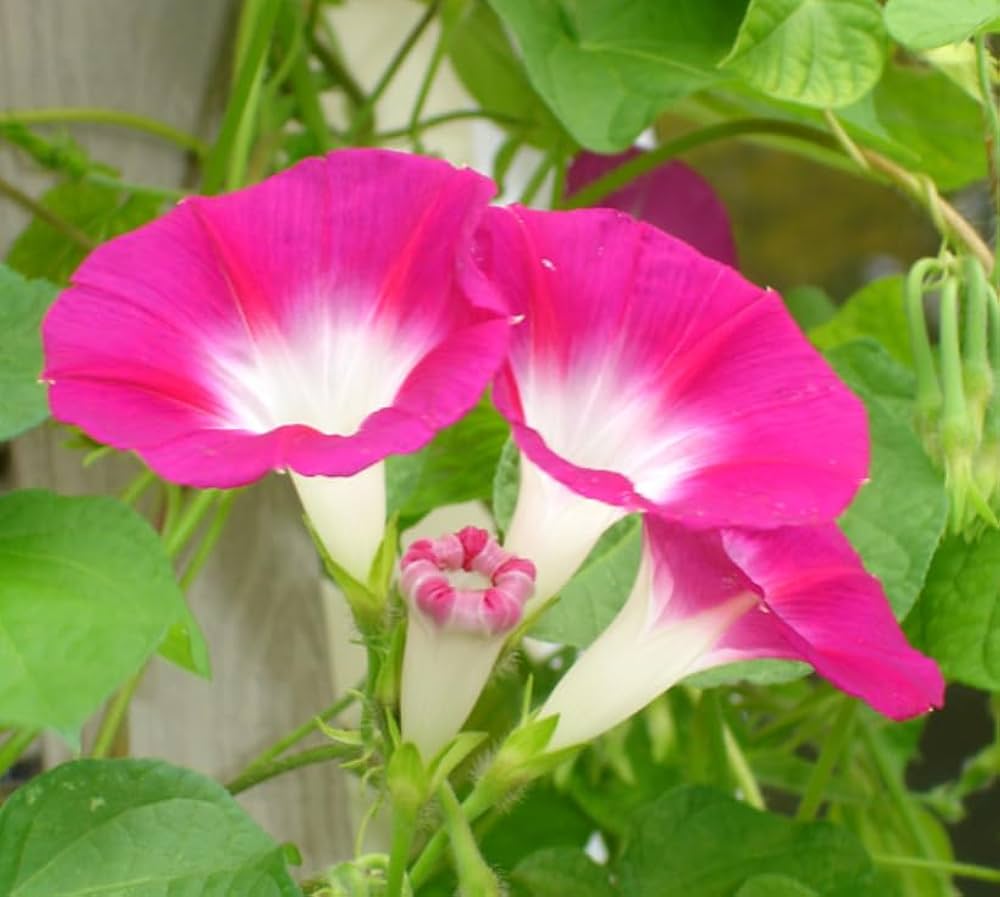 New Guinea Impatiens Divine Pink flower seeds for shaded areas