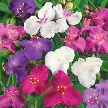 Mixed Tradescantia Spiderwort Flower seeds for Planting - Seasonal Bloomer, Heirloom & GMO Free Seeds for Home Garden
 
 Sale for planting in home garden