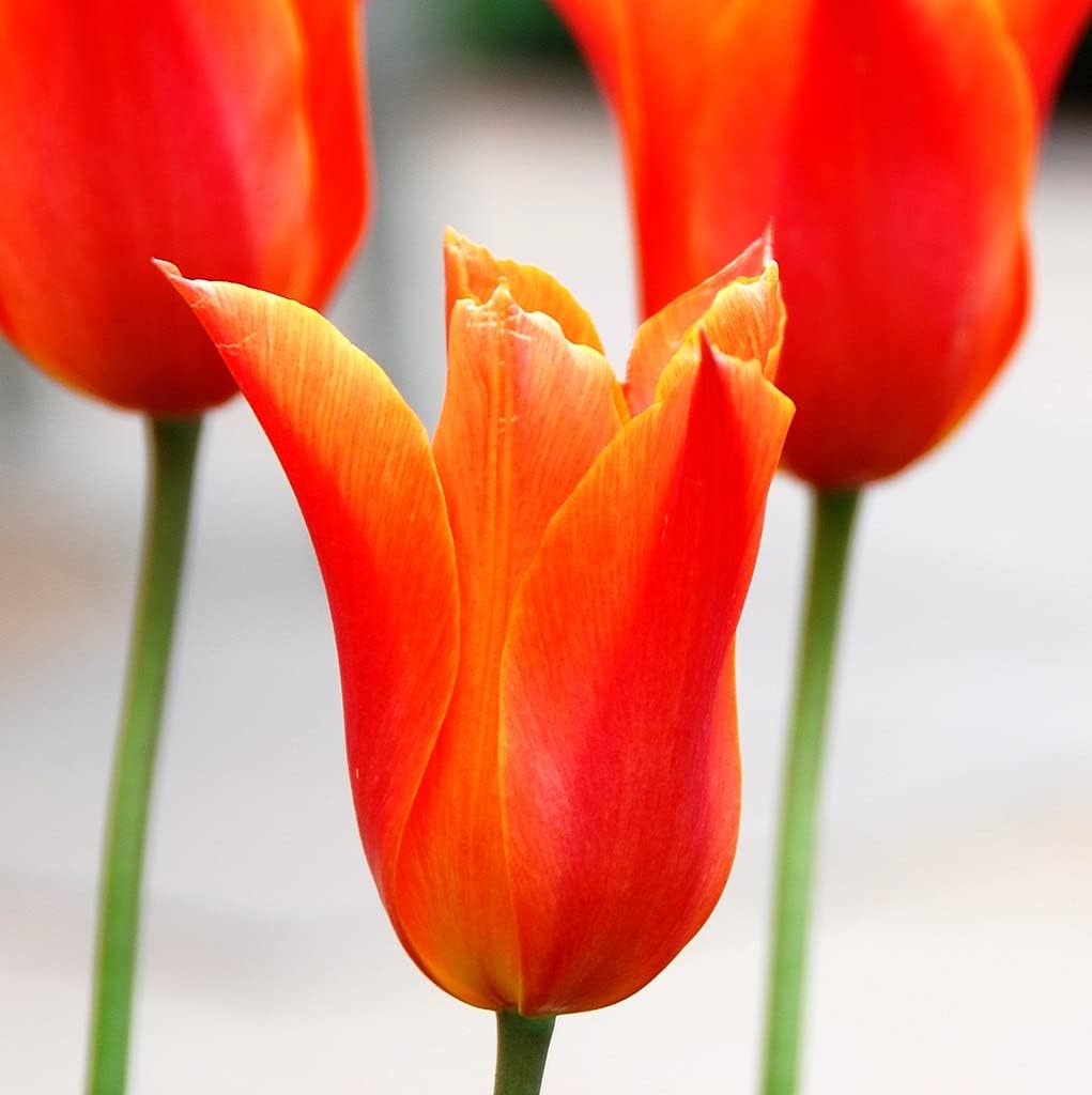 Tulip Orange Flower seeds for Planting - Drought Tolerant, Heirloom & GMO Free Seeds for Home Garden
 
 Sale for planting in home garden.