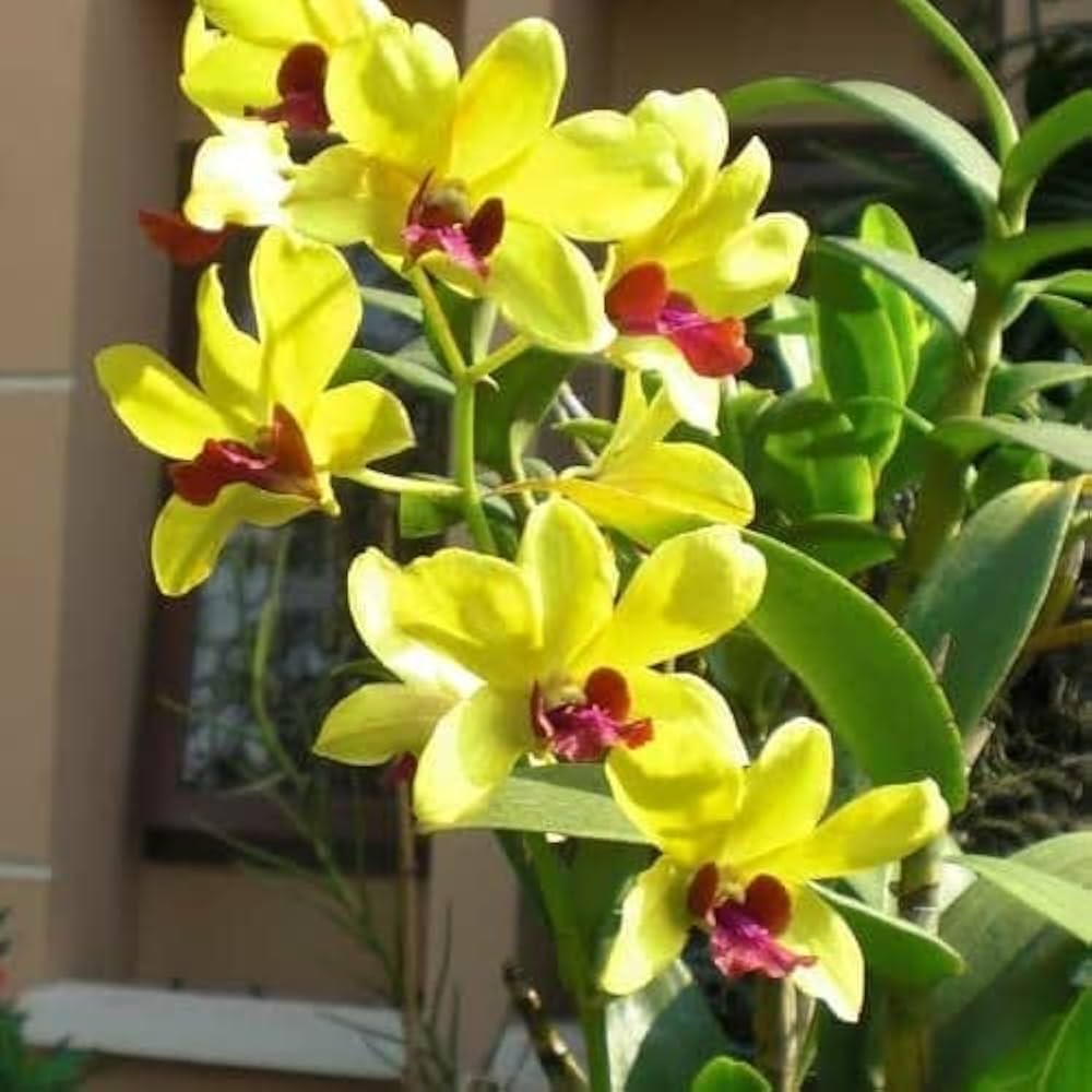Light Yellow Dendrobium Flower seeds for Planting - Shade Tolerant, Heirloom & GMO Free Seeds for Home Garden
 
 Sale seeds for planting in home garden