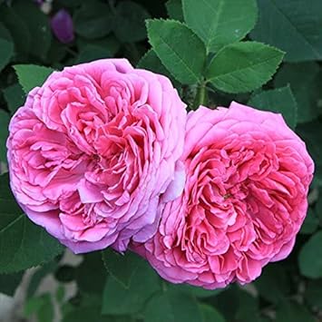 Heirloom Damask Rose Flower seeds for Planting - Bright Blooms, Heirloom & GMO Free Seeds for Home Garden
 
 Sale seeds for planting in home garden