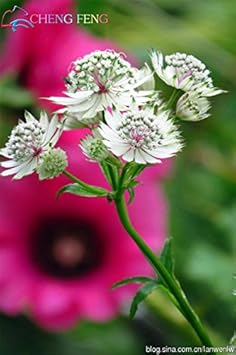 White Astrantia Flower seeds for Planting - Sun Loving, Heirloom & GMO Free Seeds for Home Garden
 
 Sale for planting in home garden.