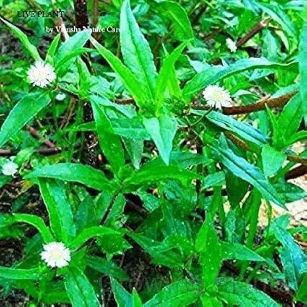 Bhringraj Eclipta alba for planting in herbal garden