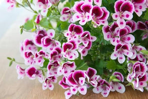Mini Geranium Pelargonium Seeds Compact Bloom