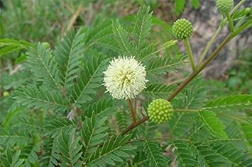 Leucaena Leucocephala Wild Tamarind Seeds For Easy Planting