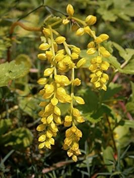 Yellow Chiastophyllum Flower seeds for Planting - Cottage Garden Essential, Heirloom & GMO Free Seeds for Home Garden
 
 Sale for planting in home garden.