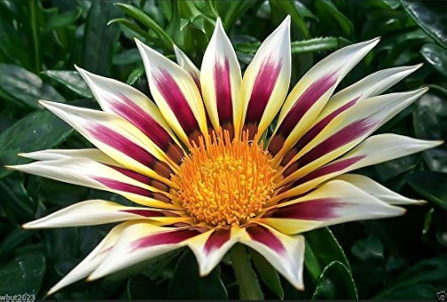 Gazania Flower Seeds For Planting Dazzling Blooms - Perfect Sunny Gardens And Easy Growth